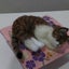 ひーちゃんのサムネイル