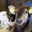 画像 空と太陽どうぶつ病院（大動物）のブログのユーザープロフィール画像