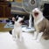 猫と日向ぼっこ