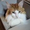 leoママのプロフィール