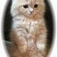 画像 子猫ブリーダー　トロのおうちのユーザープロフィール画像