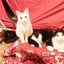 画像 別宅の猫たちのブログのユーザープロフィール画像