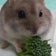 ハムスターと飼い主の日常