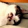 糖尿病猫とまったり生活