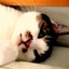 画像 糖尿病猫とまったり生活のユーザープロフィール画像