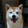 しーちゃんのプロフィール