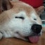 画像 ゆきこの湯紀行&柴犬さくらの犬生＆老犬介護日誌のユーザープロフィール画像