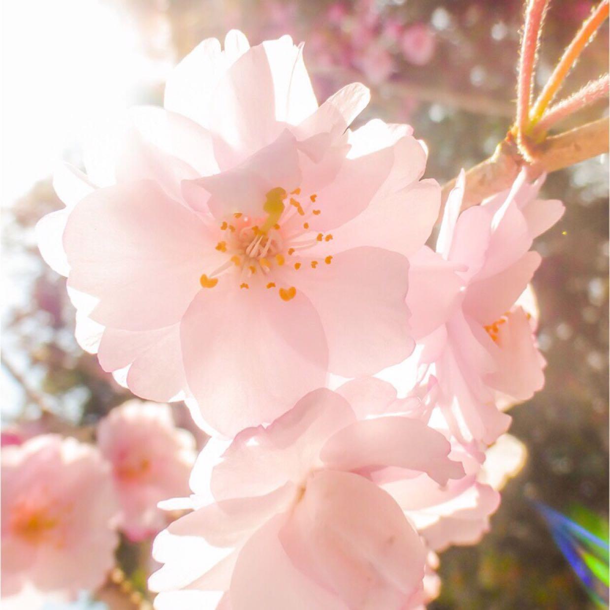 思いがけない、きっと桜の神代ブレス | 日々の気づきと良かったこと