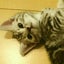 画像 猫と住まいのつぶやき日記のユーザープロフィール画像