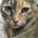 ねこ日和