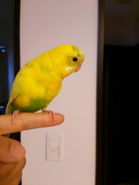 部屋にある身近な がインコの突然死の原因に インコの健康を守るために知っておきたいこと