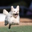 動物介護士『ペットケアサポート♡ゆいはぁと』のサムネイル