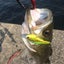 画像 Sea Bass Angling（persistence pays off）のユーザープロフィール画像