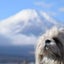 画像 ペットと泊まれる宿 犬と旅行 日本一周優雅な愛犬旅を展開中！のユーザープロフィール画像