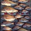 画像 遊漁船 釣鯛洋～つりたいよう～のユーザープロフィール画像