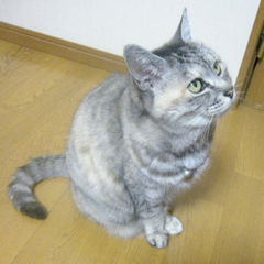 町家ゲストハウス 三輪 女将のつぶやき 町家ゲストハウス 三輪 女将のつぶやき