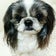 きのこと一緒♪～シーズー犬『きのこ』と『ひつじ』新入り『みつばち』、ときどきトカゲ。