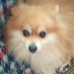 にゃんこ大戦争 呪われた永久凍土 無課金 スニャイ 攻略 無に還るにゃんこ達 にゃんこ大戦争 呪われた永久凍土 無課金 スニャイ 攻略 無に還るにゃんこ達
