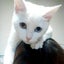 画像 日常諸々…やたらと猫 (=ФェФ=)『 美容室 アミゥ 』の ブログのユーザープロフィール画像