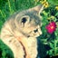 画像 野良猫のROCK日和  愛と音楽と鳥と魚と…のユーザープロフィール画像