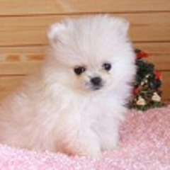 柴犬カットと俊介くんカットポメラニアンカットって 可愛すぎる私の白ポメラニアンぷぅちゃんの毎日の生活ブログ 柴犬カットと俊介くんカットポメラニアンカットって 可愛すぎる私の白ポメラニアンぷぅちゃんの毎日の生活ブログ