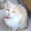 画像 猫の島　青島物語のユーザープロフィール画像