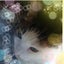 画像 ちび家の猫事情 〜猫○○匹との生活〜のユーザープロフィール画像