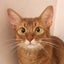 画像 猫の琥珀のユーザープロフィール画像