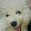がっちゃんのサムネイル