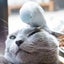 画像 ほくのたこやき　猫とインコのユーザープロフィール画像
