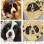 画像 ちーずの日記＆ぷりんの毎日＆ばにらの日常＆ロイの家庭犬への道のユーザープロフィール画像