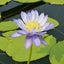 INOCHIのサムネイル