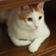 猫猫のサムネイル