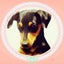 画像 ミニピン『 hana』と『fuku 』 のほほん育犬日記のユーザープロフィール画像