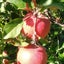 画像 りんご畑の菓子工房「千果」のブログのユーザープロフィール画像