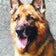 シェパード専門犬舎【愛犬協会】