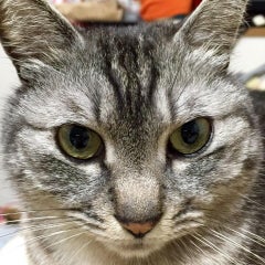 ギンジママのプロフィール