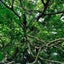 画像 樫の木ノートのユーザープロフィール画像