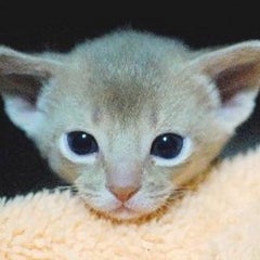 kanecomimiのプロフィール