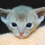 kanecomimiのサムネイル