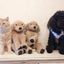 画像 GRINNINGDOG&CAT/Hamill 秋津　＾＾芭瑠美のまんま！のユーザープロフィール画像
