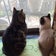 猫の額ほどのGardenDiary