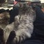 画像 たっちぃの猫カフェ一人旅のユーザープロフィール画像