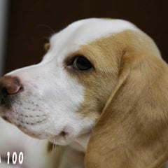 touma-100のプロフィール