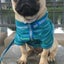 画像 犬のパグの太郎　のユーザープロフィール画像