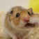 デグーのちハムスター ～がんもとつみれの生活～