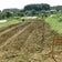法政大学多摩キャンパスCOMMUNITY☆FIELDの農業日記