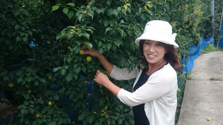 梅の木からの、「幻」の霊芝がとれました。 | 梅農家こだわり紀州南高梅栽培の日々