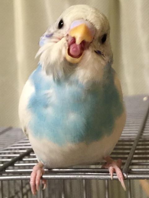 インコラブ