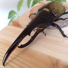 保存版 サタンオオカブト 産卵セット ドルクス赤羽 ダイナステス赤羽のブログ 保存版 サタンオオカブト 産卵セット ドルクス赤羽 ダイナステス赤羽のブログ